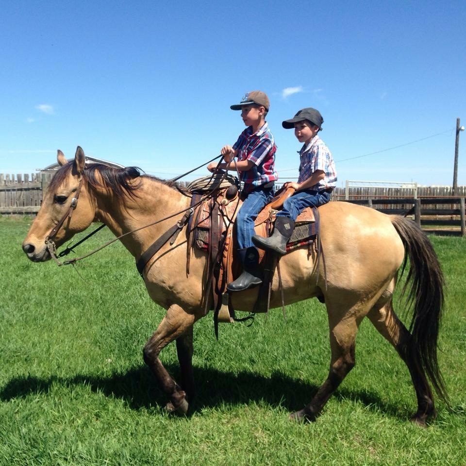 Sarah Malleys two young boys in jeans and checked shirts riding a buckskin horse across a corral at a branding on a sunny summer day near High River, Alberta